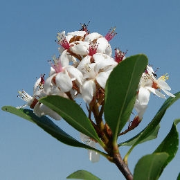 Indian Hawthorn - Rhaphiolepis x delacourii