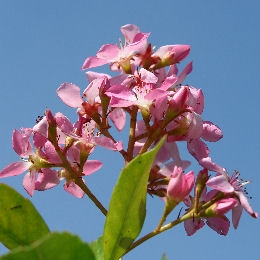 Indian Hawthorn - Rhaphiolepis x delacourii