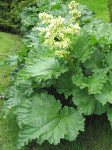 Rhubarb - Rheum rhabarbarum
