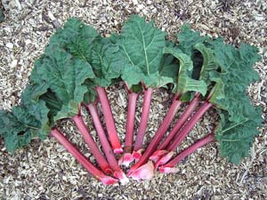 Rhubarb - Rheum rhabarbarum