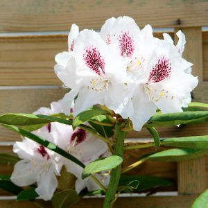 Calsap Rhododendron