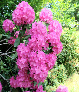 Germania Rhododendron