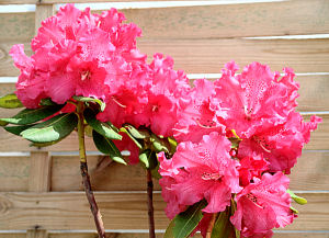 Markeete's Prize Rhododendron