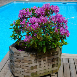 Rhododendron - Rhododendron ponticum
