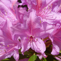 Rhododendron - Rhododendron ponticum