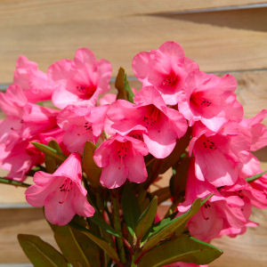 'Winsome' Rhododendron - Rhododendron 'Winsome'