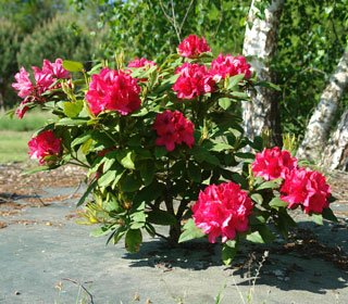 Lord Robert Rhododendron - Rhododendron 'Lord Robert'