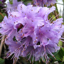 Robert Seleger Rhododendron - Rhododendron 'Penheale Blue'