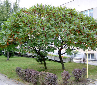 Staghorn Sumac - Rhus typhina