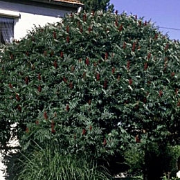 Staghorn Sumac - Rhus typhina