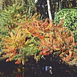 Staghorn Sumac - Rhus typhina