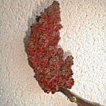 Staghorn Sumac - Rhus typhina