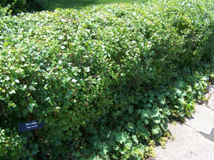 Alpine Currant - Ribes alpinum