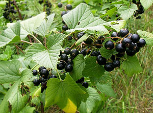 Blackcurrant - Ribes nigrum