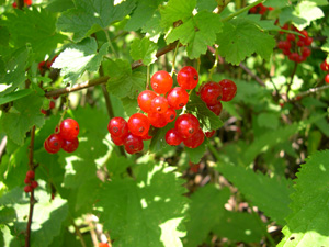 Red Currant - Ribes rubrum