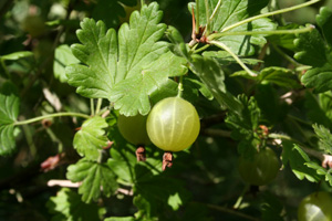 Gooseberry - Ribes uva crispa