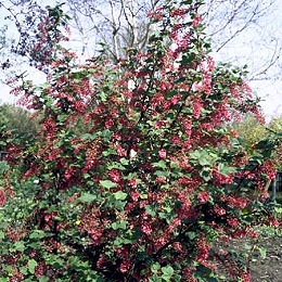 Flowering currant 'Pulborough Scarlet' - Ribes sanguineum 'Pulborough Scarlet'