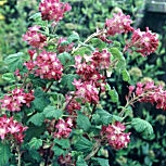 Flowering currant 'Pulborough Scarlet' - Ribes sanguineum 'Pulborough Scarlet' 