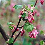 Flowering currant 'Pulborough Scarlet' - Ribes sanguineum 'Pulborough Scarlet' 