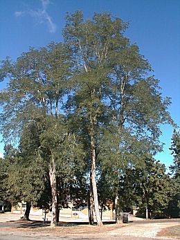 Black Locust or False Acacia - Robinia pseudoacacia