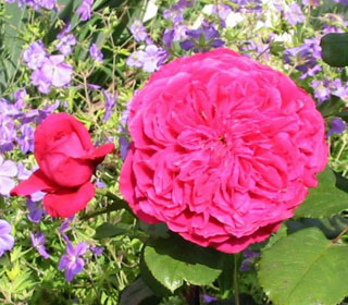 Rose 'Alain Souchon'&reg; Meikarouz - Rosa 'Alain Souchon'