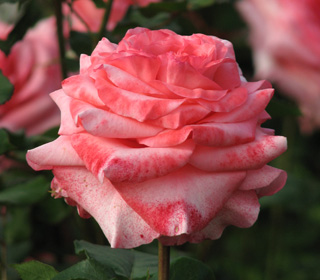 'Arthur Rimbaud&reg;' Meihylvol Rose - Rosa 'Arthur Rimbaud&reg;'