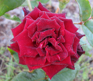 'Black Baccara&reg;' Meidebenne Rose - Rosa 'Black Baccara&reg;'