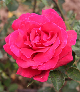 Rose 'Hacienda'&reg; Oradal - Rosa 'Hacienda'