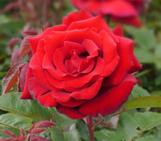 Rosa 'Ingrid Bergman'� Poulman - Rosa 'Ingrid Bergman'�