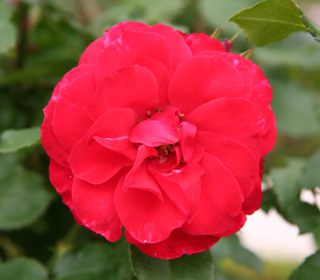 'La Sevillana&reg;' Meigekanu Rose - Rosa 'La Sevillana&reg;'
