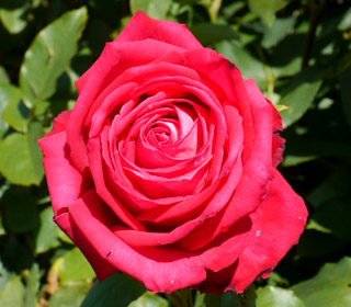 'Lolita Lempicka&reg;' Meizincaro Rose - Rosa 'Lolita Lempicka&reg;'