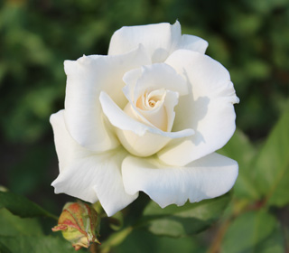 Rose 'Pascali' - Rosa 'Pascali'