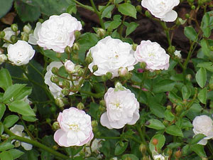 'White Fairy' Rose - Rosa 'White Fairy'