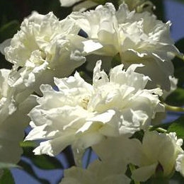 'Albo Plena' Lady Banks' Rose