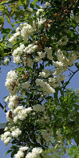 'Albo Plena' Lady Banks' Rose