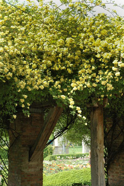 'Lutea' Lady Banks' Rose