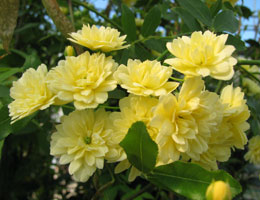 'Lutea' Lady Banks' Rose