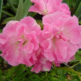 'Rosea' Lady Banks' Rose