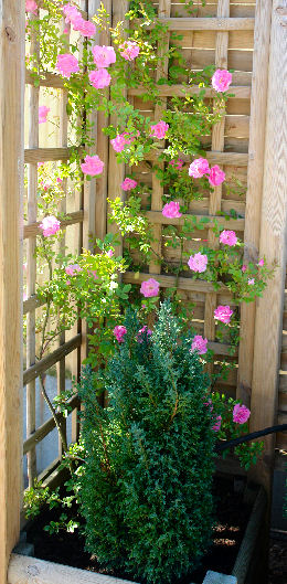 'Rosea' Lady Banks' Rose