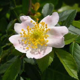 Dog Rose - Wild Rose - Rosa canina