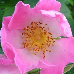 &nbsp;Complicata Rose&nbsp;- Rosa 'Complicata'