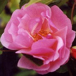 Cornelia Rose&nbsp;- Rosa 'Cornelia'