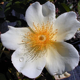 Mermaid Rose - Rosa 'Mermaid'