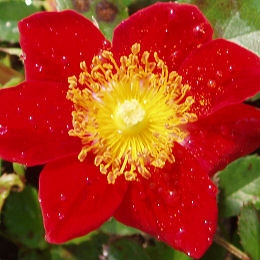 Red Velvet Rose&nbsp;- Rosa 'Red Velvet' 