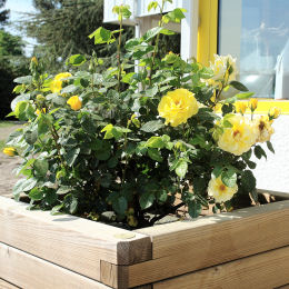 Reine Luccia Rose - Rosa 'Reine Luccia'
