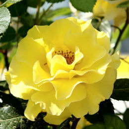 Reine Luccia Rose - Rosa 'Reine Luccia'