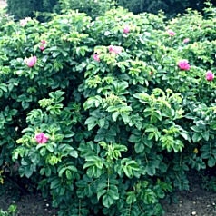 rugosa Rose&nbsp;- Rosa 'rugosa'