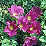 rugosa Rose&nbsp;- Rosa 'rugosa'