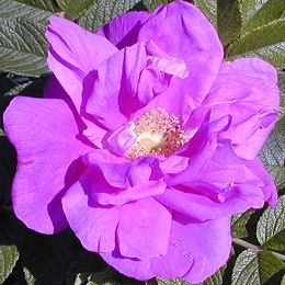 Roseraie de l'Hay Rose&nbsp;- Rosa 'Roseraie de l'Hay'