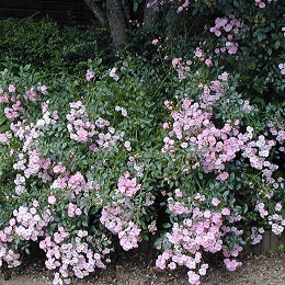 The Fairy Rose&nbsp;- Rosa 'The Fairy'